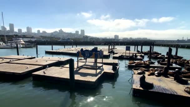 Zeeleeuwen liggen op de pier 39 — Stockvideo