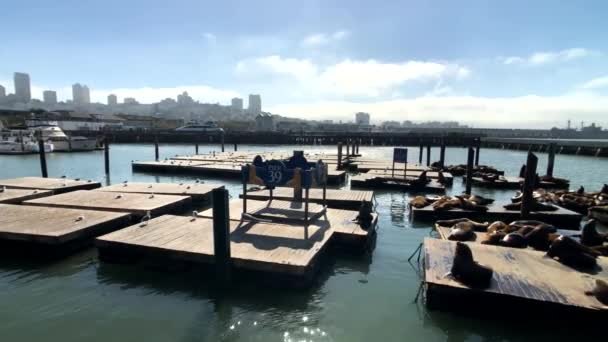 Seelöwen liegen auf dem Pier 39 — Stockvideo