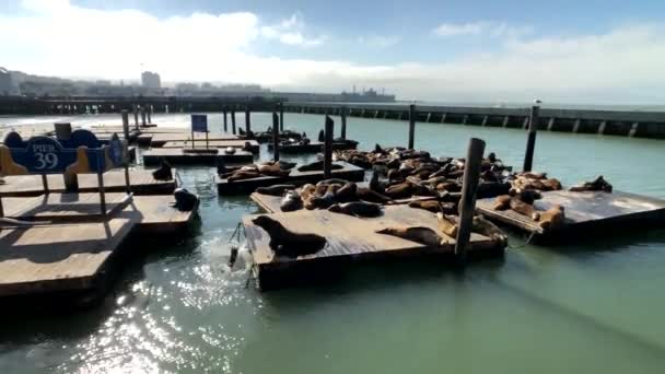 Sjölejon ligga på pier 39 — Stockvideo