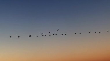 Kama kuşların gökyüzünde uçar