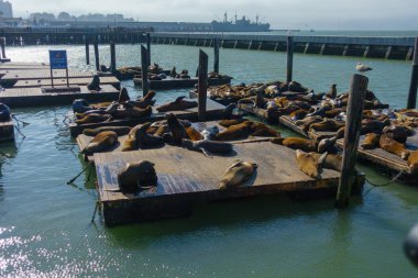 Deniz aslanları pier 39 yalan