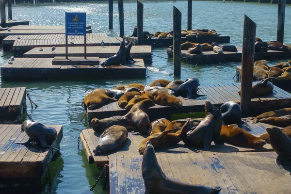 Sea lions lie on the pier 39 — Stock Photo, Image