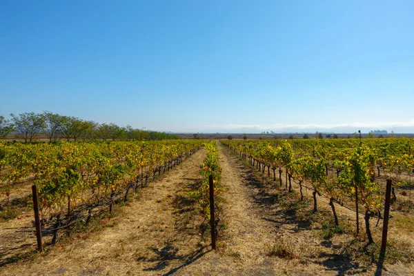 Paisaje del viñedo en el valle de Napa — Foto de Stock