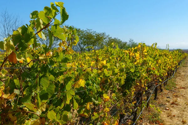 Paisaje del viñedo en el valle de Napa — Foto de Stock