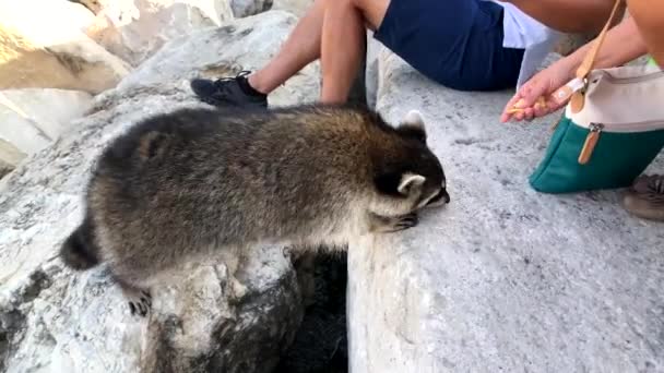 La gente alimenta galletas de mapache silvestres en la orilla del lago — Vídeo de stock