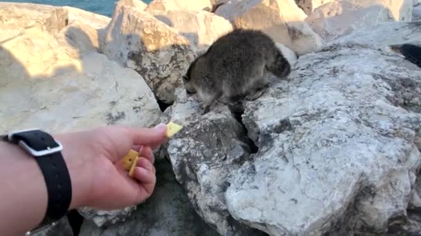 Люди кормят диких енотов печеньем на берегу озера — стоковое видео