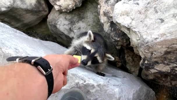 People feed wild raccoon cookies on the shore of Lake — Stock Video
