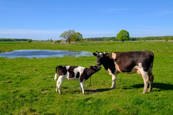 Koe en kalf grazen op een weide in de zomer — Stockfoto