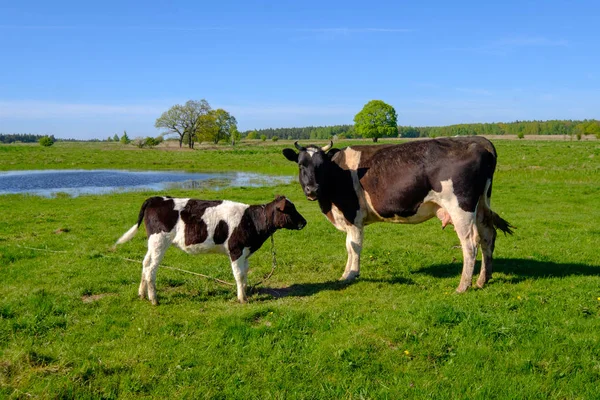 Vaca y ternera pastan en un prado en el verano — Foto de Stock