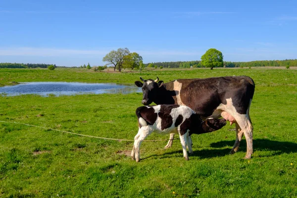 Koe en kalf grazen op een weide in de zomer — Stockfoto