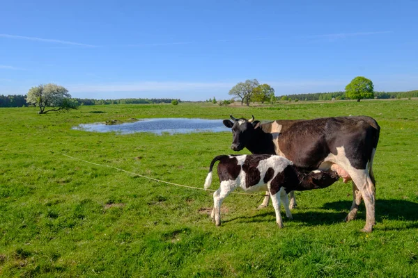 Vaca y ternera pastan en un prado en el verano — Foto de Stock