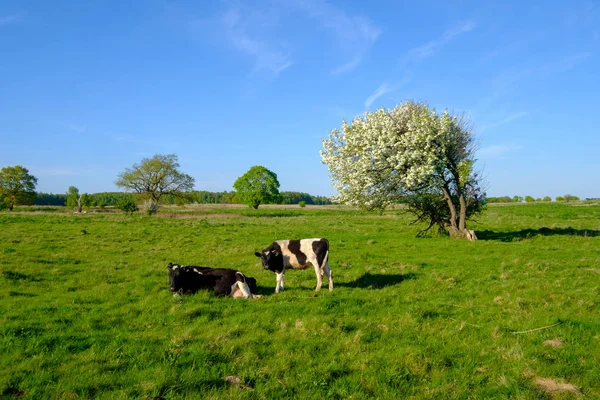 Cow and calf graze on a meadow at the summer — Stock Photo, Image