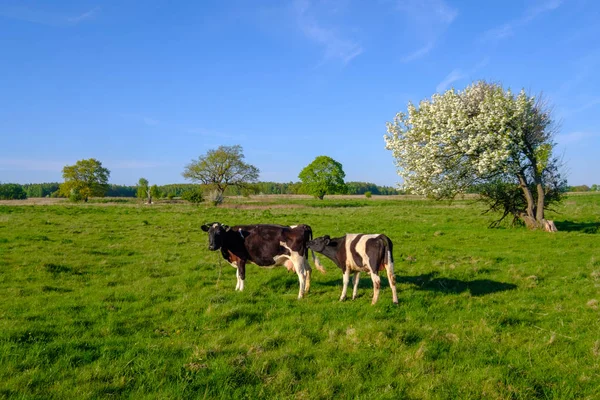 牛および子牛は、夏の草原の放牧します。 — ストック写真