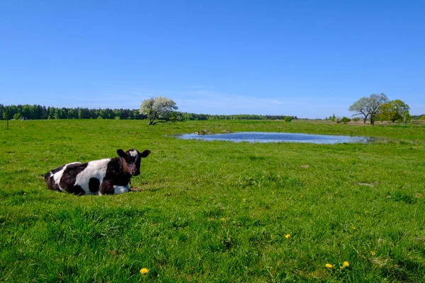 Vaca pastando en un prado en el verano — Foto de Stock