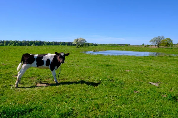 Vaca pastando en un prado en el verano — Foto de Stock