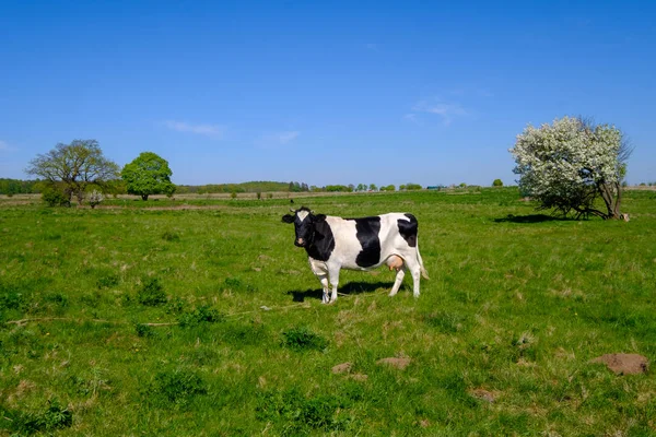 夏の牧草地に牛をかすめる — ストック写真