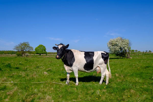 夏の牧草地に牛をかすめる — ストック写真