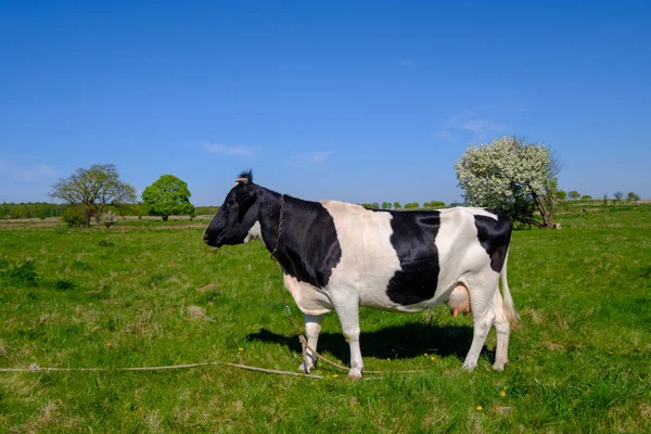 Vaca pastando en un prado en el verano — Foto de Stock