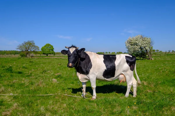 Vaca pastando en un prado en el verano — Foto de Stock