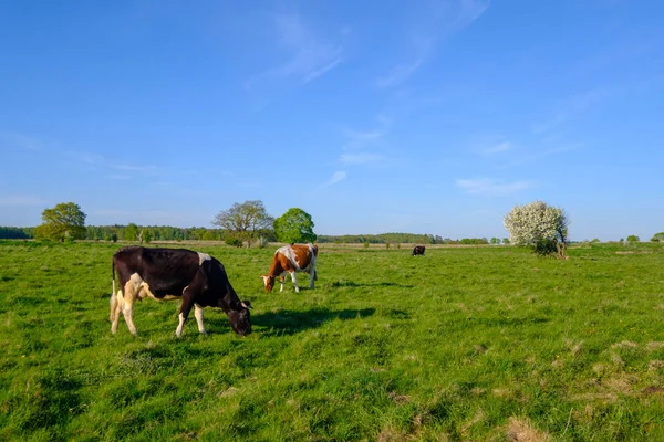 La mucca brucia su un prato all'estate — Foto Stock