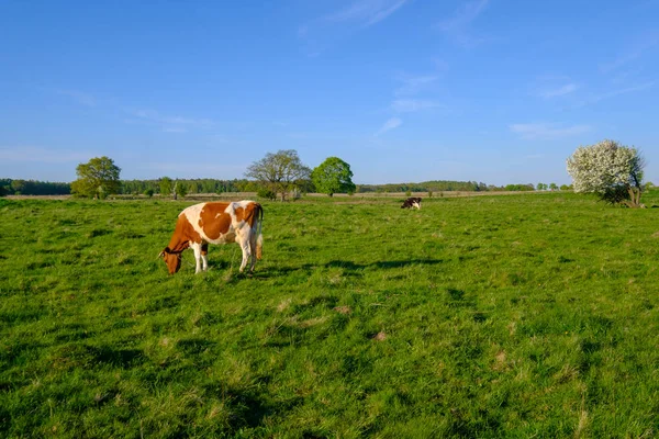 Lehmä laiduntaa niityllä kesällä — kuvapankkivalokuva
