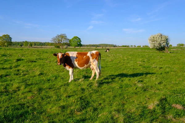 İnek bir çayır on yazın grazes. — Stok fotoğraf