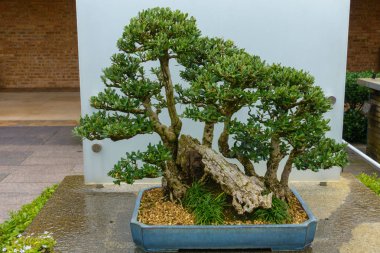 Bonsai ağacı yaklaşık 60-70 yaşında