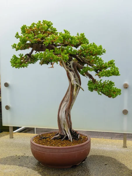 Bonsai tree around 60-70 years old — Stock Photo, Image