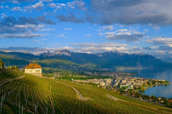 Top view to vineyards near Vevey at Geneva lake — Stock Photo, Image