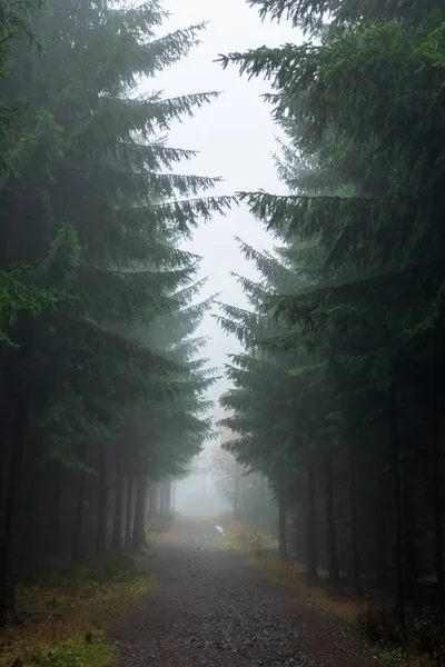 Passo a passo em uma floresta de pinheiro — Fotografia de Stock