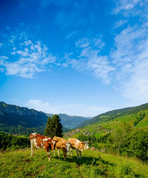 Pequena manada de vacas pastam no prado alpino — Fotografia de Stock