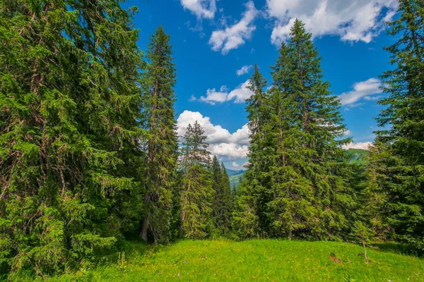 Isviçre 'de yaz saati peyzaj