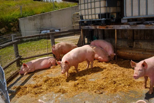 Świnie na farmie w Szwajcarii — Zdjęcie stockowe