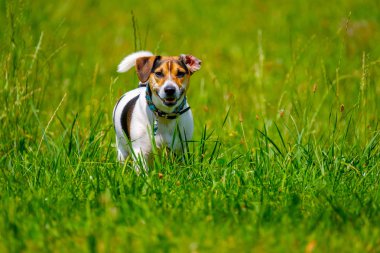Jack Russel Terrier yaz aylarında yürür