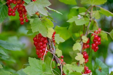 Bush üzerinde kırmızı frenk üzümü olgun çilek