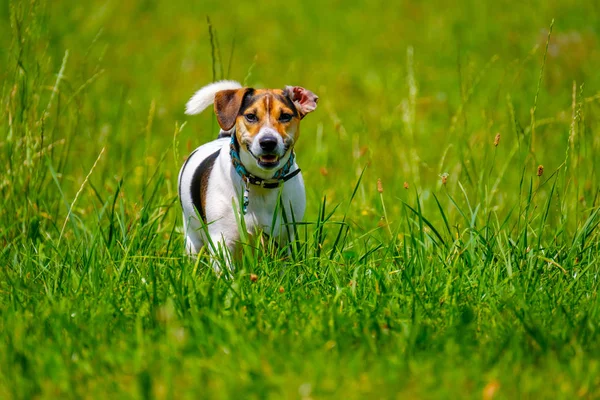 Jack russell terrier walks in the summer — Stock Photo, Image
