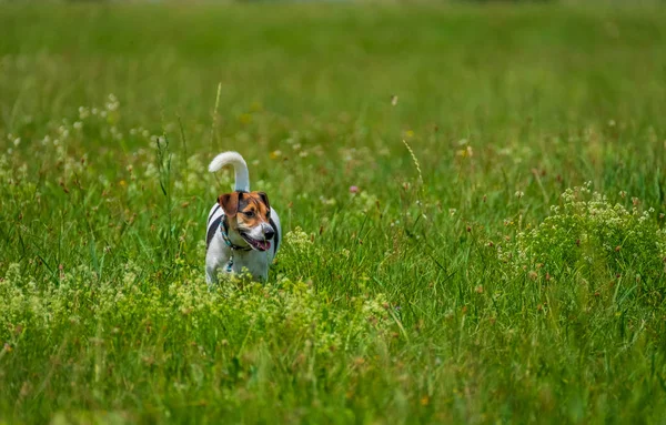 Jack russell terrier walks in the summer — Stock Photo, Image