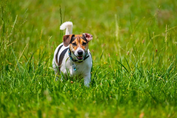 Jack Russel Terrier yaz aylarında yürür