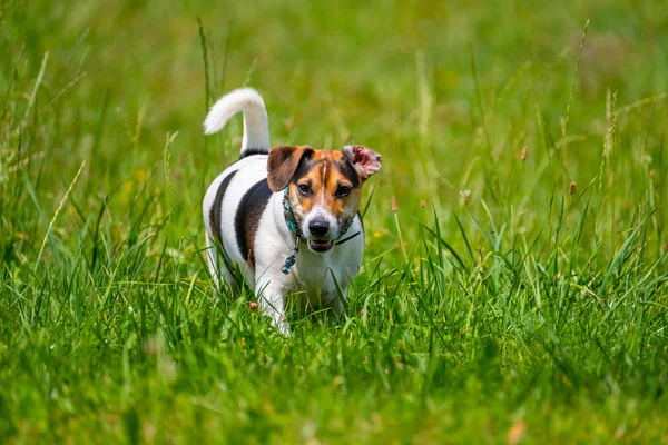 Jack Russell terrier camina en el verano — Foto de Stock