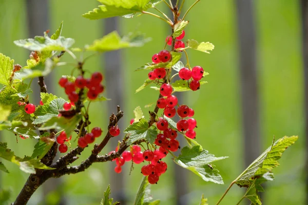 Groselha vermelha bagas maduras no arbusto — Fotografia de Stock