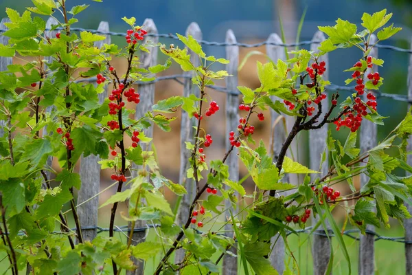 Groselha vermelha bagas maduras no arbusto — Fotografia de Stock