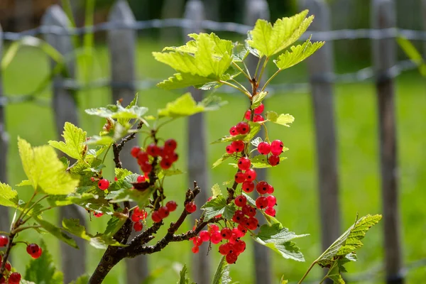 Red currant ripe berries on the bush — Stock Photo, Image