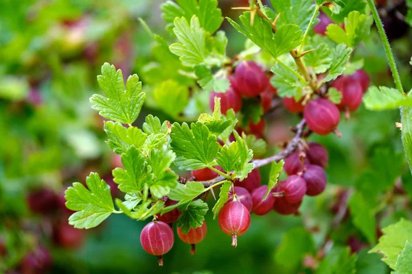 Ripe red gooseberries on a branch — Stock Photo, Image