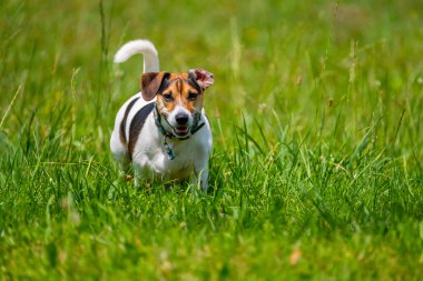 Jack Russel Terrier yaz aylarında yürür