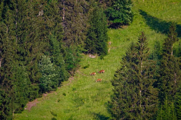 Bir dağ yamaçta otlatma deers — Stok fotoğraf