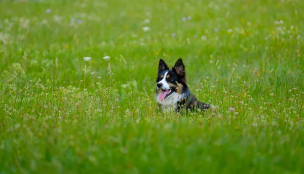 Câine întins pe iarbă — Fotografie, imagine de stoc