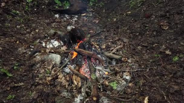 Hoguera en el bosque — Vídeo de stock