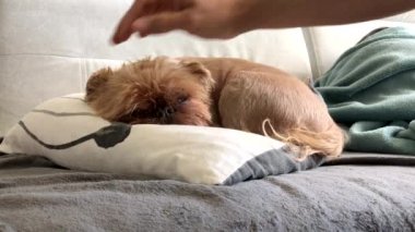 Sahibi vuruş ve bir battaniye ile örtüler uyuyan bir köpek