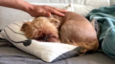 Sahibi vuruş ve bir battaniye ile örtüler uyuyan bir köpek