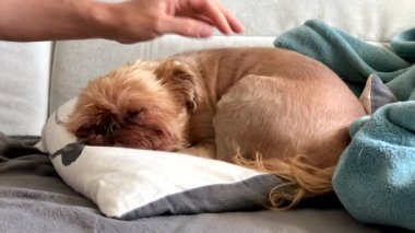 Sahibi vuruş ve bir battaniye ile örtüler uyuyan bir köpek